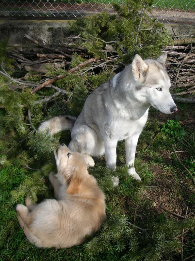 chiot golden retriever et un husky près d'un sapin