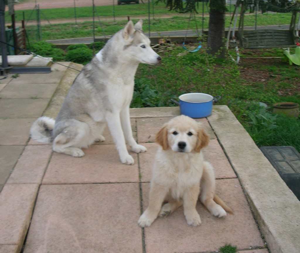 chien visiteur, golden retiever, sur une terrasse avec un husky aux yeux bleu