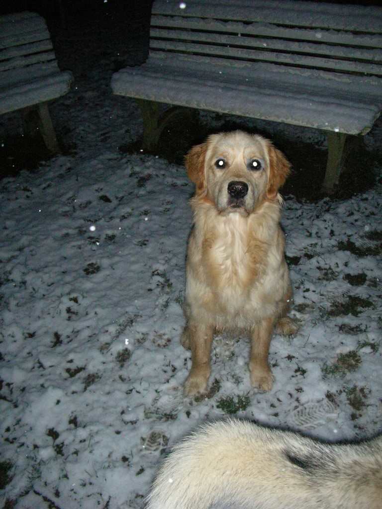 chien visiteur, golden retiever, de nuit dans la neige