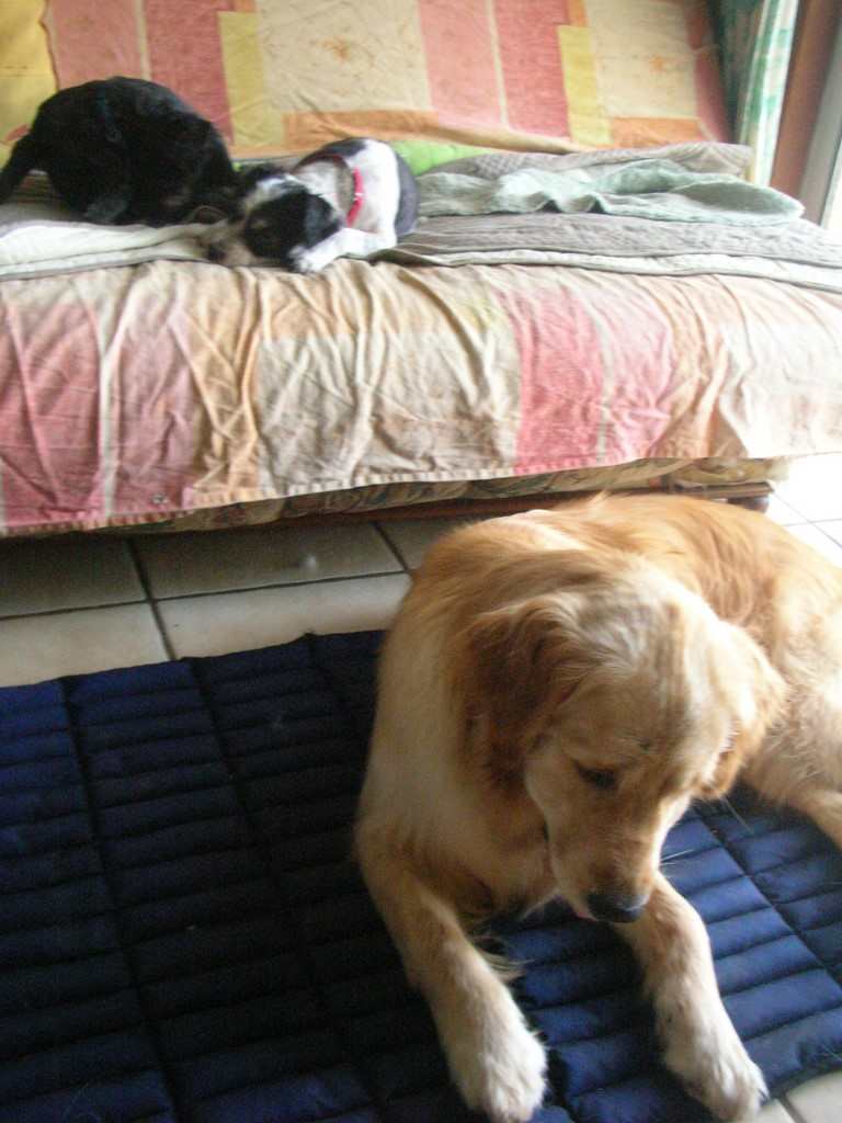 chien visiteur sur un tapis