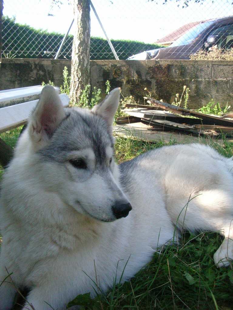 chien husky 1 an