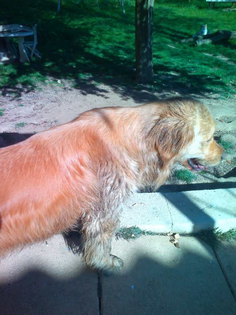 un chien visiteur, golden retiever, bain de boue