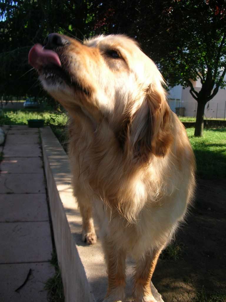 un chien visiteur, golden retiever, qui tire la langue