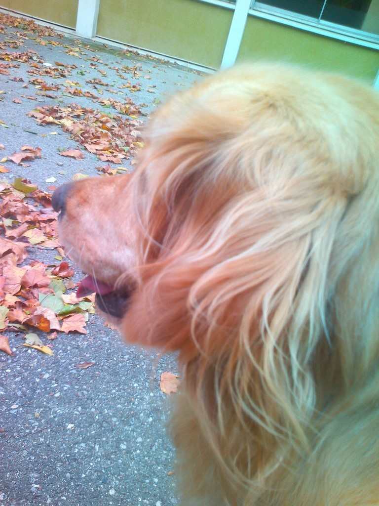 un chien visiteur, golden retiever, cheveux au vent
