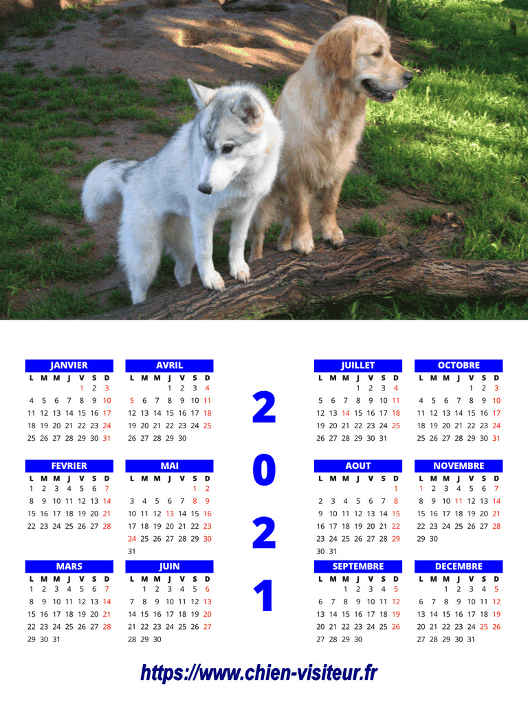 calendrier chien visiteur 2021