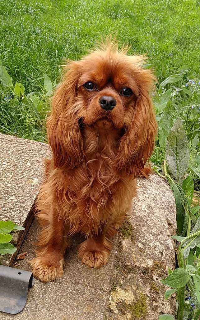 cavalier king charles assis au bord d'une terasse