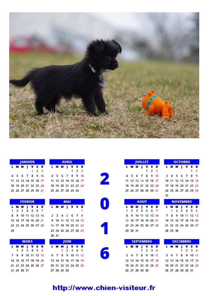 calendrier chien visiteur 2016