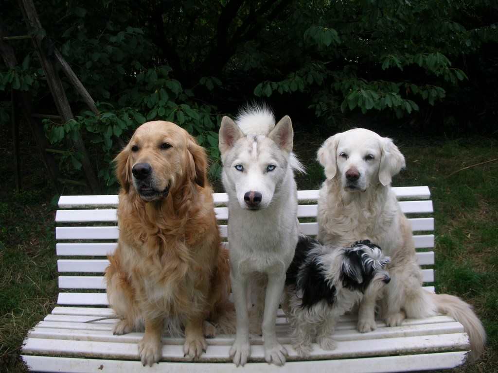 4 chiens visiteurs sur un banc