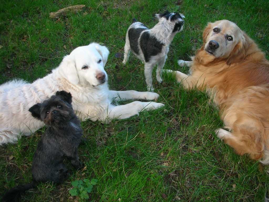 quatre chiens au repos
