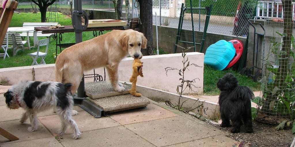 chien visiteur, golden retiever, sur une terrasse avec son jouet