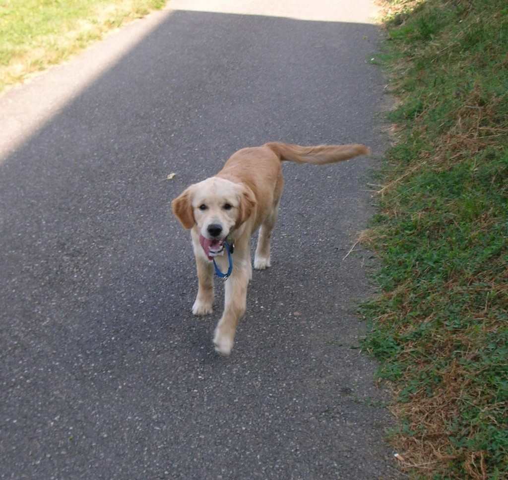 chien visiteur, golden retiever, qui tire une grande langue sur une route