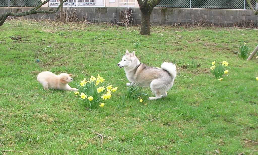 jeu entre un chiot Golden Retriever et un Husky