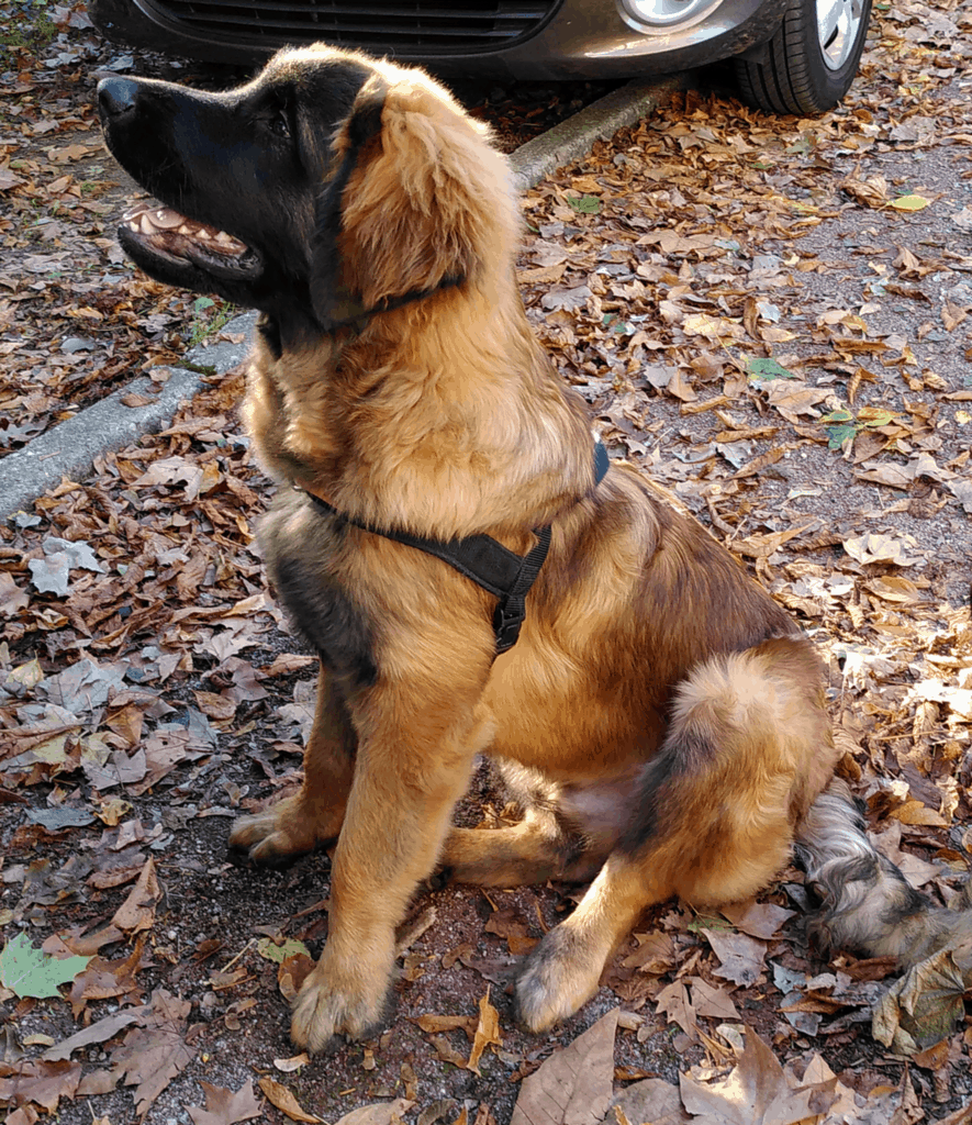 chien visiteur, leonberg, assis dans des feuilles