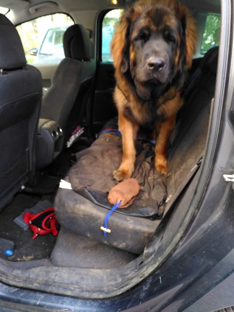 chien leonberg de 8 mois dans une voiture
