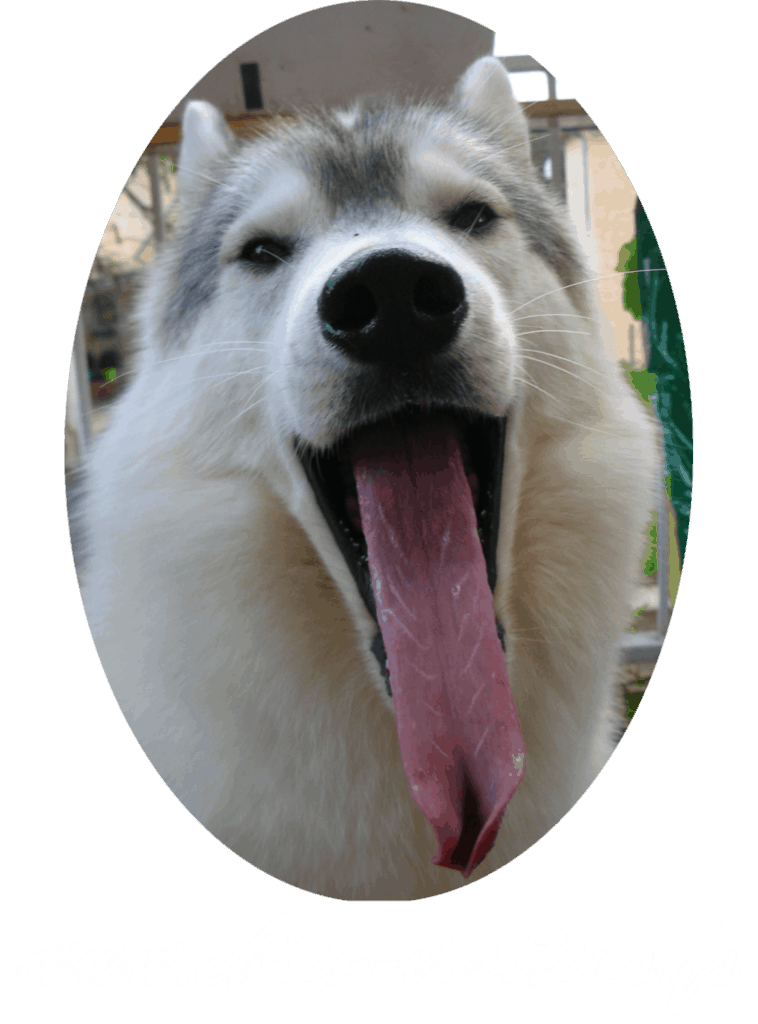 chien visiteur siberian husky tire la langue