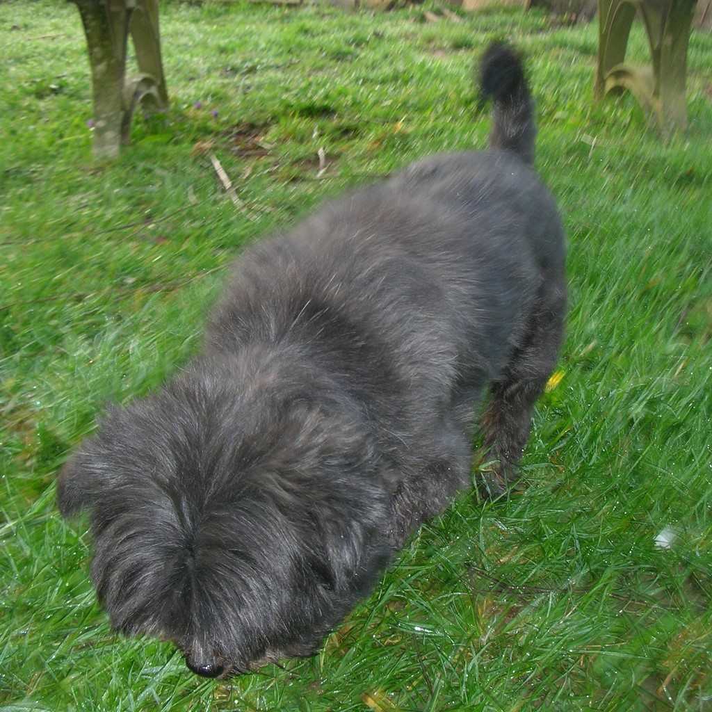Lily chien visiteur croisée Yorkshire-chihuahua noir avant toilettage