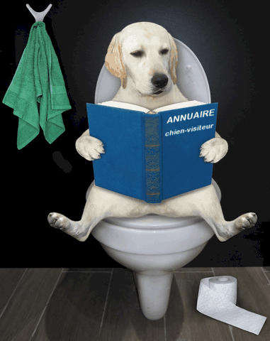 chien qui lit l'annuaire chien-visiteur aux toilettes