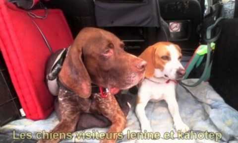 deux chiens visiteurs dans une voiture