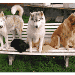quatre chiennes sur un banc