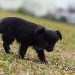 chien visiteur croisée Yorkshire-chihuahua noir, , qui marche dans un pré.