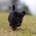 chien visiteur croisée Yorkshire-chihuahua noir, qui court de face.