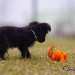 chien visiteur croisée Yorkshire-chihuahua noir avec un collier bleu à coté d'un jouet orange.