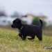 chien visiteur croisée Yorkshire-chihuahua noir se dirige vers la gauche