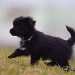 chien visiteur croisée Yorkshire-chihuahua noir avec un collier bleu qui trouve son jouet orange.