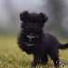 chien visiteur croisée Yorkshire-chihuahua noir avec un collier bleu qui pose pour le photographe la patte relevée.
