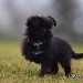 chien visiteur croisée Yorkshire-chihuahua noir avec un collier bleu à l'arrêt sur trois pattes dans l'herbe qui regarde vers la gauche.