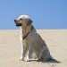 chien visiteur,golden retriever assis sur une plage