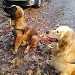 deux chiens visiteurs 1 leonberg et 1 golden retriever 