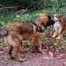 deux chiens visiteurs 1 leonberg et 1 berger australien tirent sur une corde