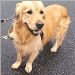un chien visiteur, golden retiever, de face