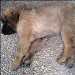 Ubaye chien leonberg couché sur le côté