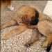 Ubaye chien leonberg couché se gratte le ventre