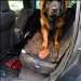 chien leonberg de 8 mois dans une voiture