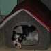 un chien visiteur, croisé yorkshire-bichon, dort dans une niche en tissu matelassé
