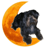 annuaire chien, logo des "chiens visiteurs de la lune d'or"