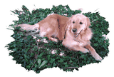 un chien visiteur, golden retiever, couché dans du lierre