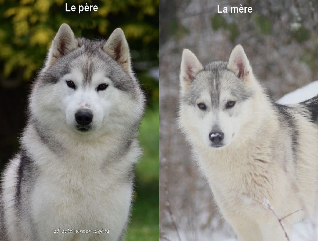 parents siberian huski