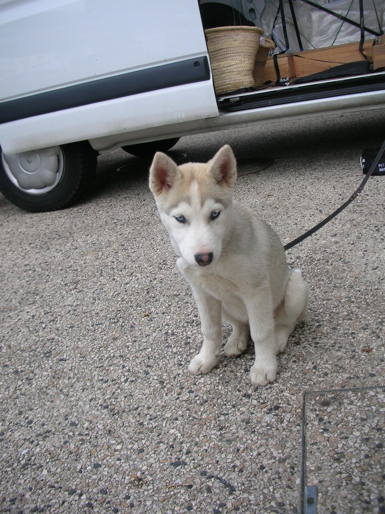 siberian-husky au marché 1003