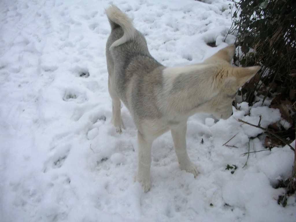 siberian-husky dans la neige 1003