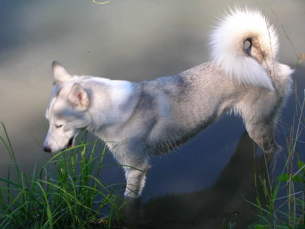 siberian-husky au bord de l'eau 1008