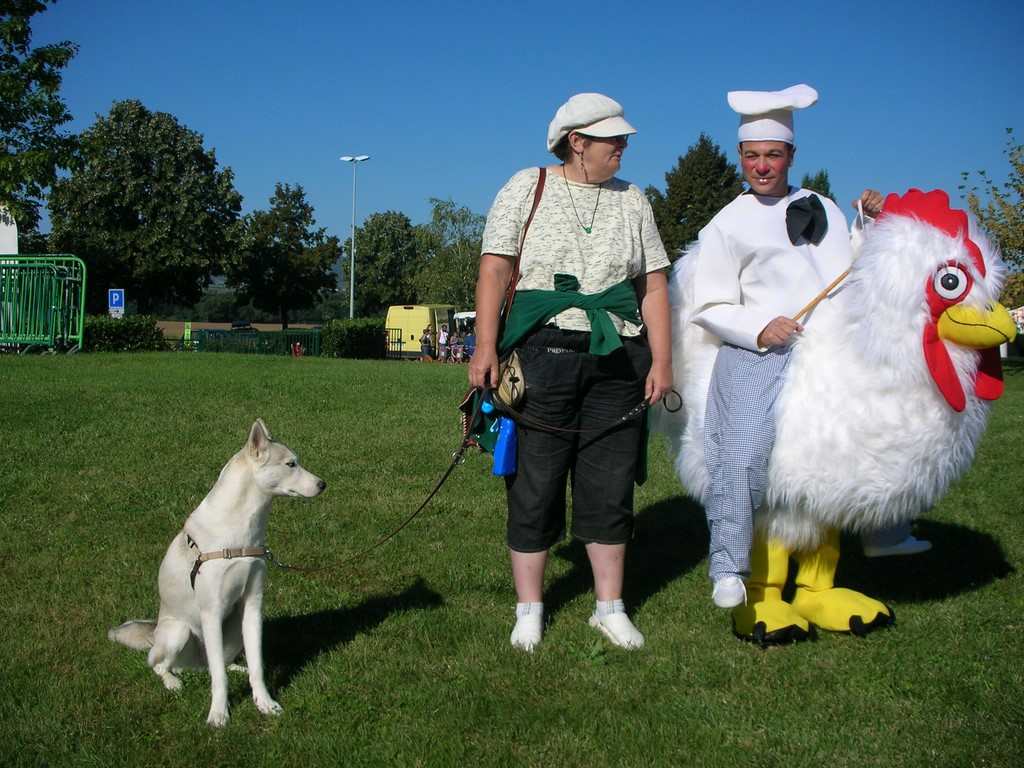 siberian-husky et poule 1008