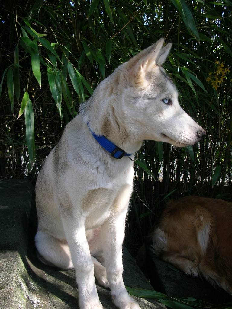 jeune chien siberian-husky 1008