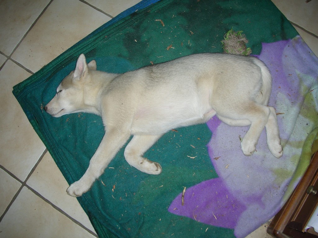 siberian-husky dort 1008