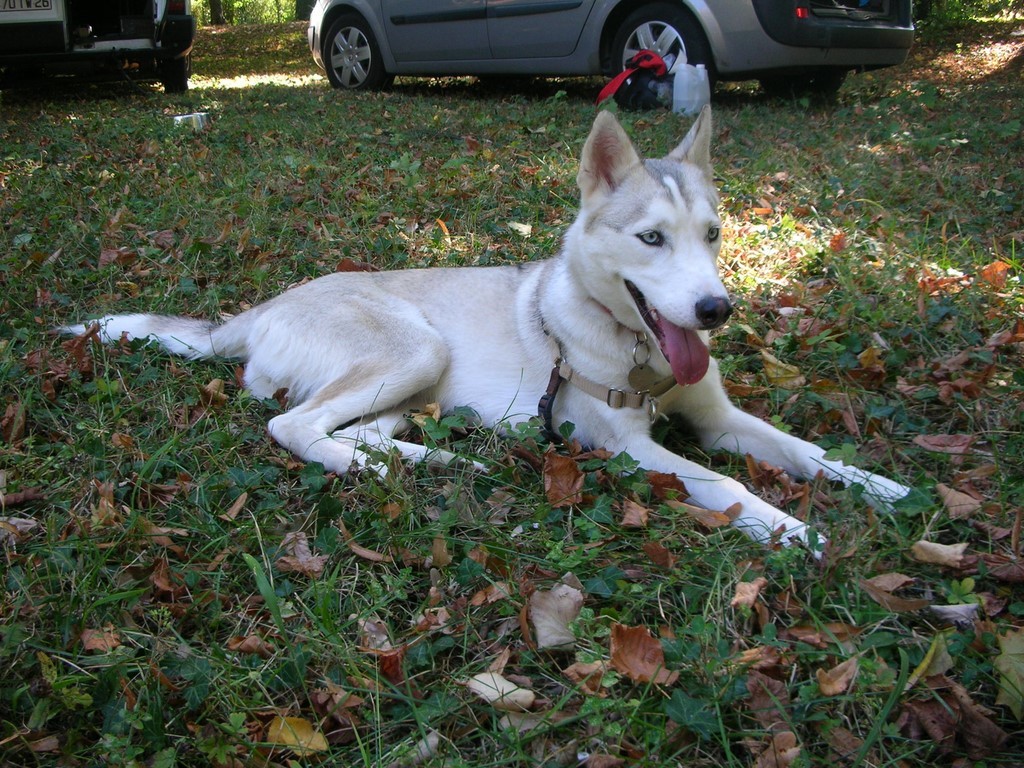 siberian-husky presqu'un an 1008