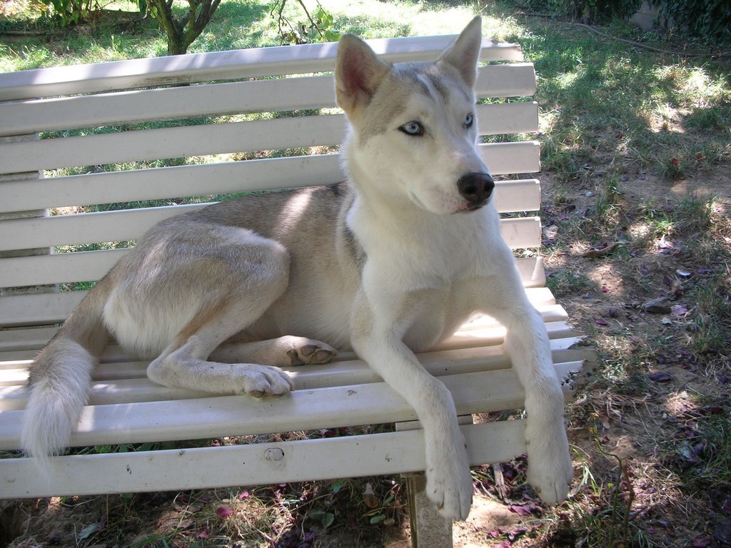 siberian-husky sur le banc 1008