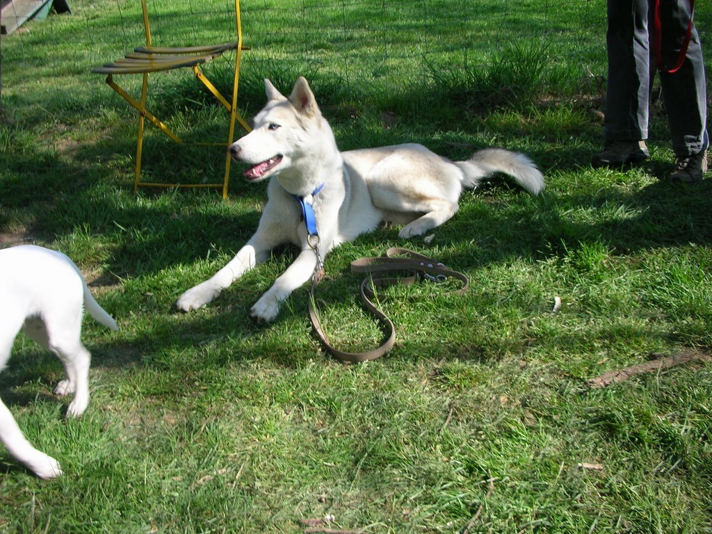 siberian-husky en éducation 1101